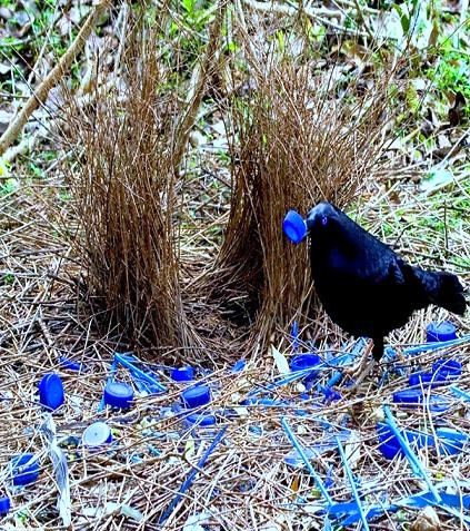 Uccello giardiniere (Ptilonorhynchus violaceus)